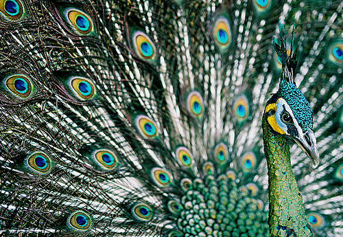 green peafowl